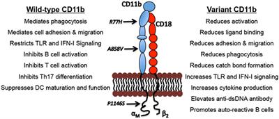 CD11b Activity Modulates Pathogenesis of Lupus Nephritis